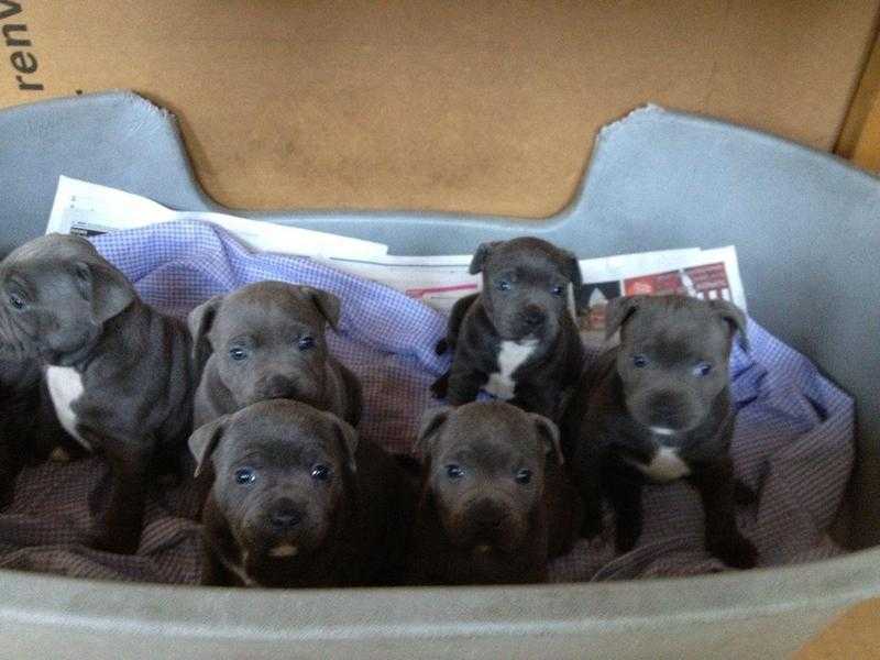 Superb Blue amp Blue Pied Staffordshire Bull Terrier Puppies for Caring Families