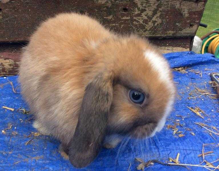 Superb blue-eyed mini lop