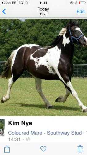 Superb coloured mare