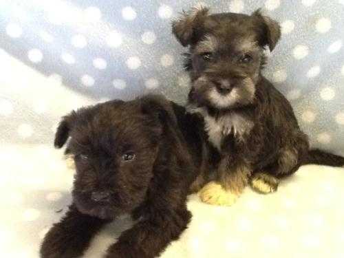 SUPERB PEDIGREE MINIATURE SCHNAUZER PUPPIES