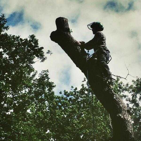 SURREY TREE SURGEONS