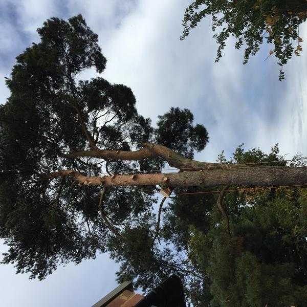 Surrey tree surgeons