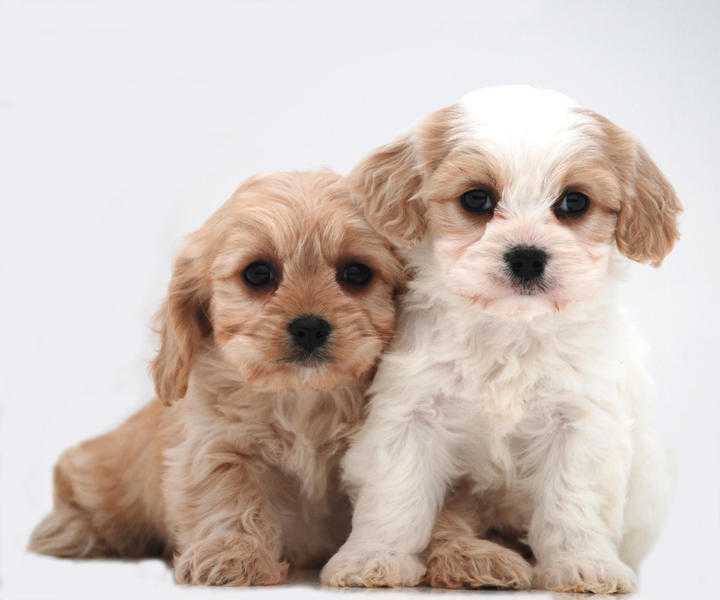 Sweet Cavachon Litter