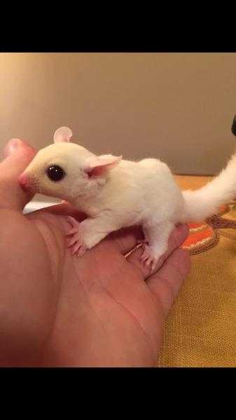 Sweet friendly sugar gliders available