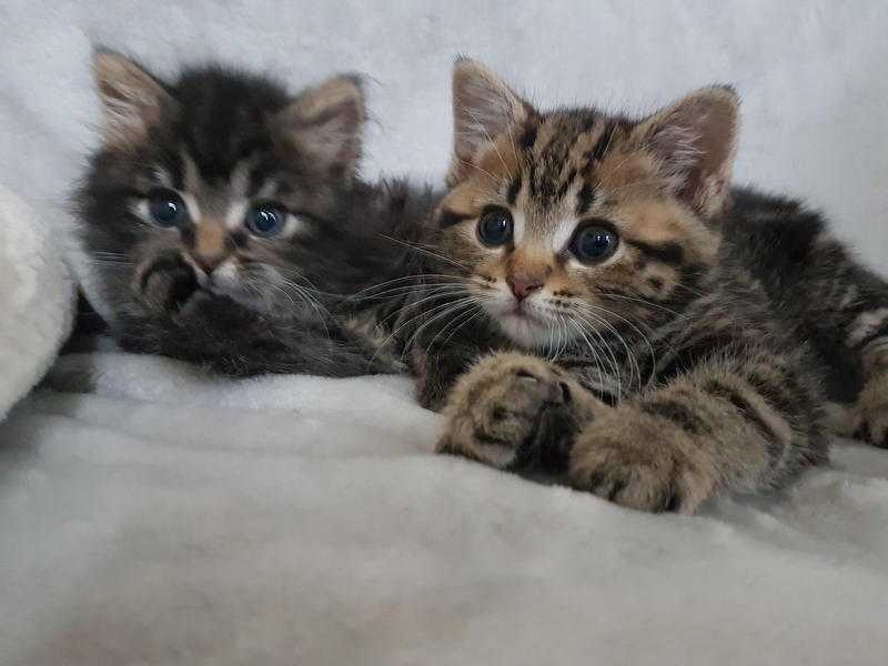 Sweet kittens