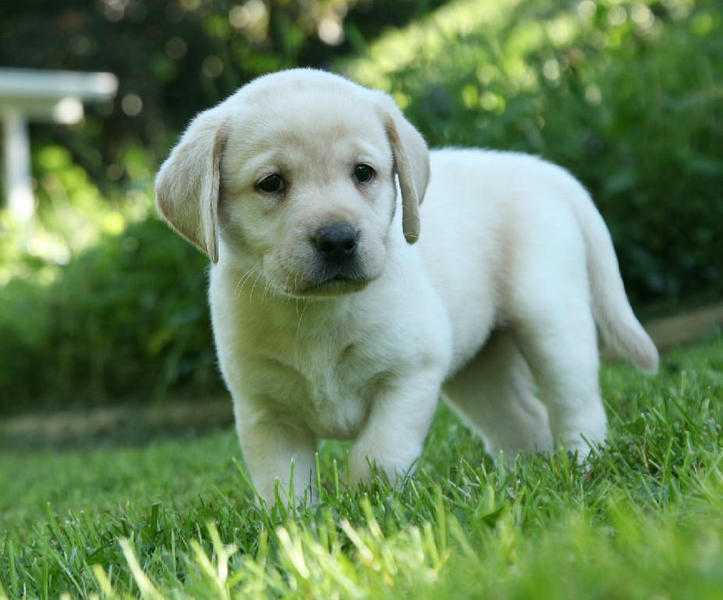 Sweet Lab Puppies For Sale.