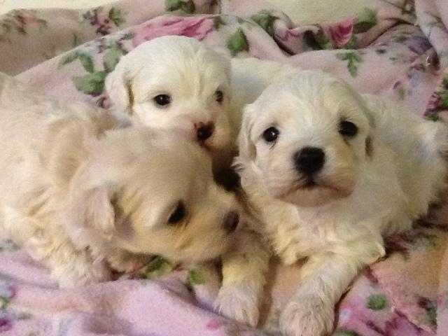 SWEET, LOVING, LOW SHEDDING MALSHICHON  PUPPIES, ready feb