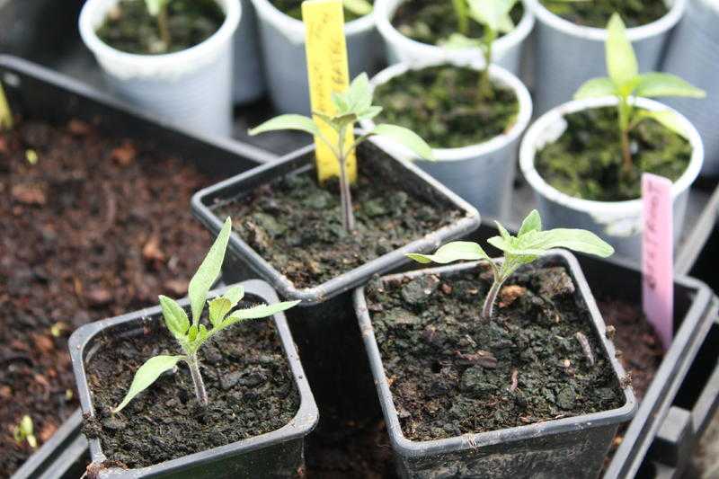 Sweet Spanish beefsteak tomato Plants  3 for 1  or 50p each mix and match with other items I have