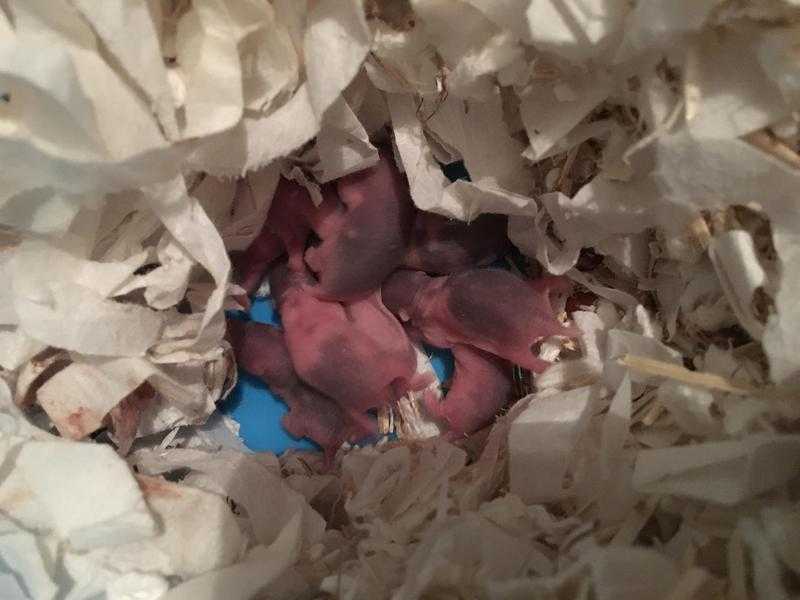 Syrian hamster babies