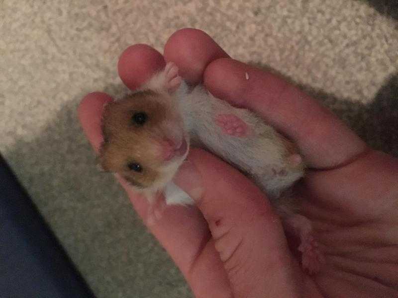 Syrian hamster babies