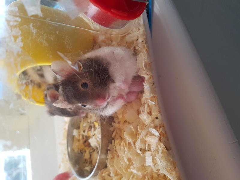 Syrian hamsters
