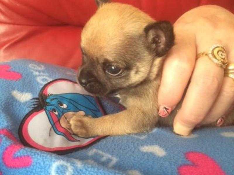 T-cup chihuahua puppy (Boy)
