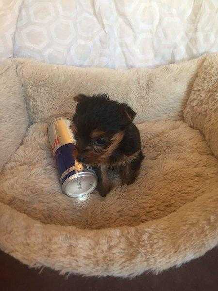 T Cup Yorkie Pup