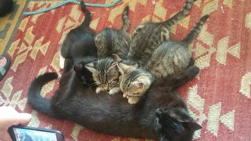 Tabby and black kittens for sale