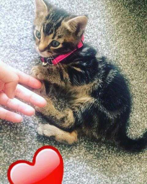 Tabby And White Indoor Trained Kitten