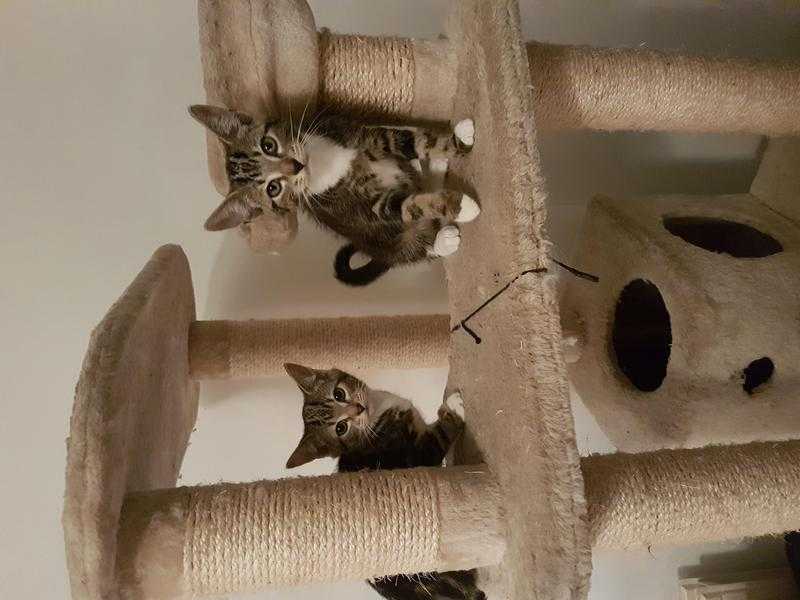 Tabby kittens 1 girl,1 boy
