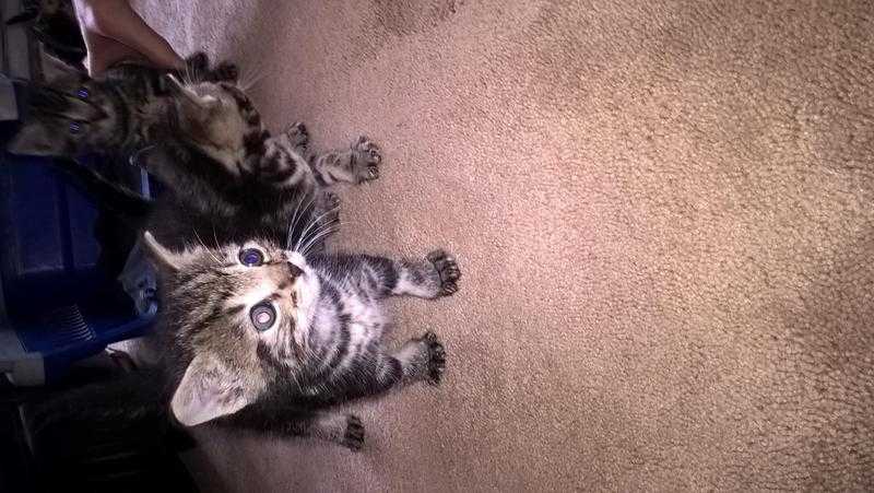 tabby kittens