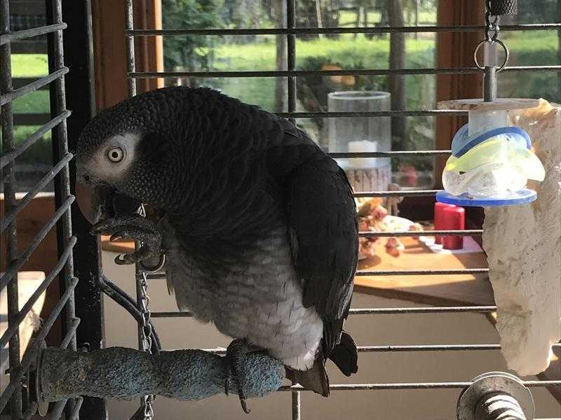 Talkative African Grey Parrot and cage for sale