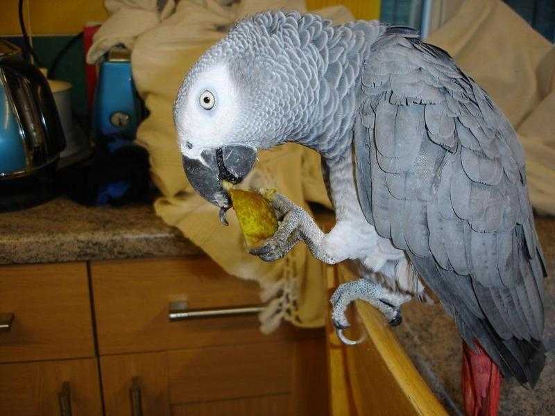 talkative african grey parrot for adoption