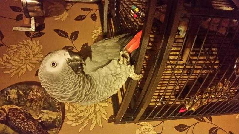 talking african grey