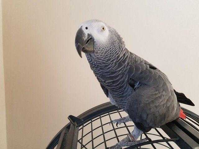Talking African Grey Birds For Sale
