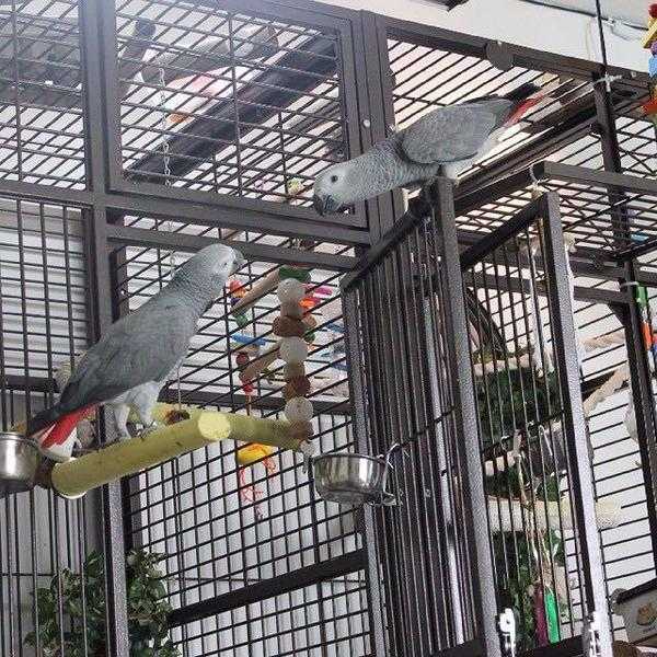 Tame African Grey Parrots For Sale