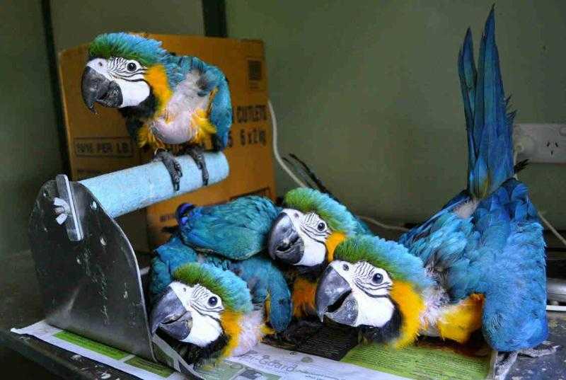 Tame, home trained blue and gold macaw babies
