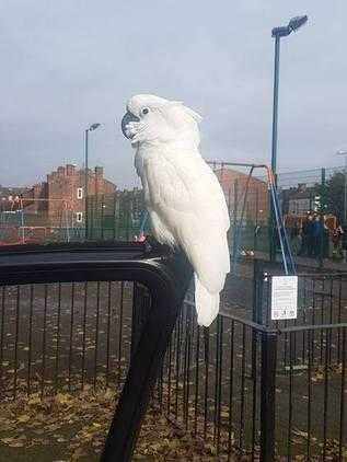 tame umbrella cockatoo