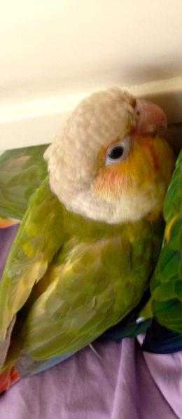 Tamed 13wks Baby Pineapple Conures for sale