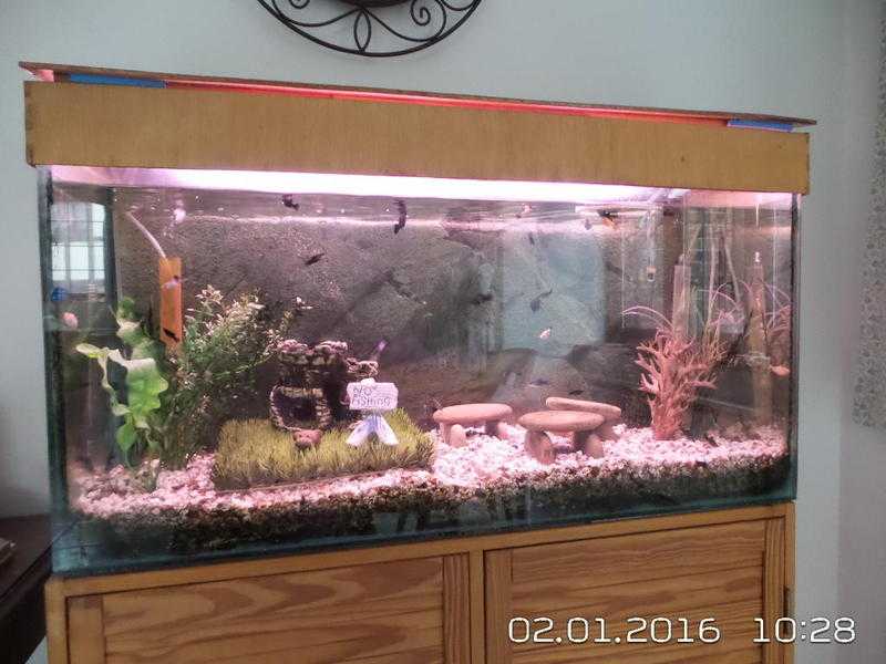 Tank and Tropical Fish