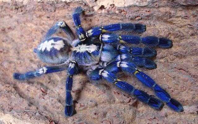 Tarantulas for sale