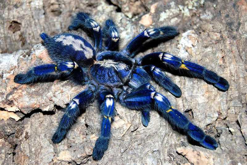 Tarantulas for sale