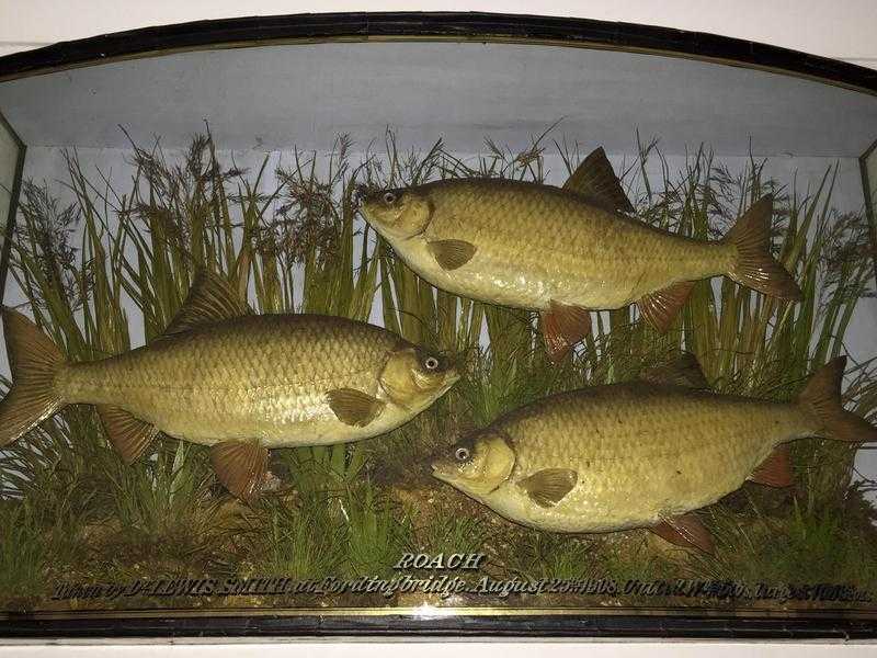 Taxidermy by W F Homer 157 Woodgrange road