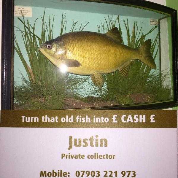 Taxidermy Stuffed Cased Fish Wanted