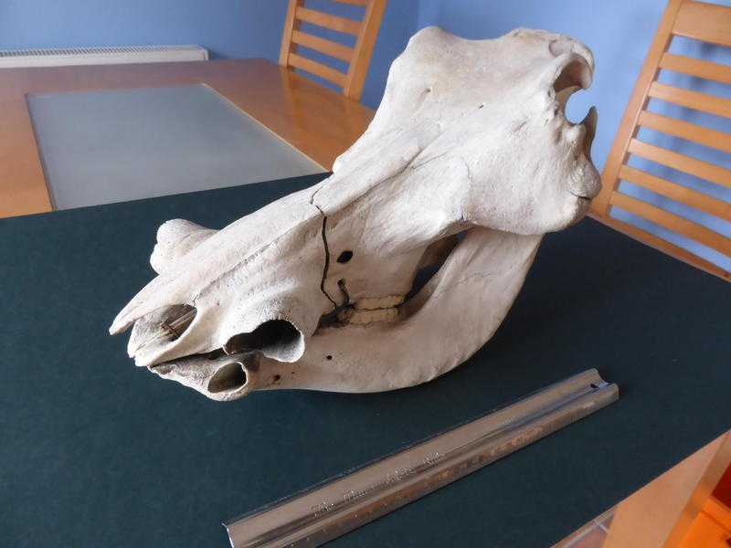 Taxidermy - Warthog Skull