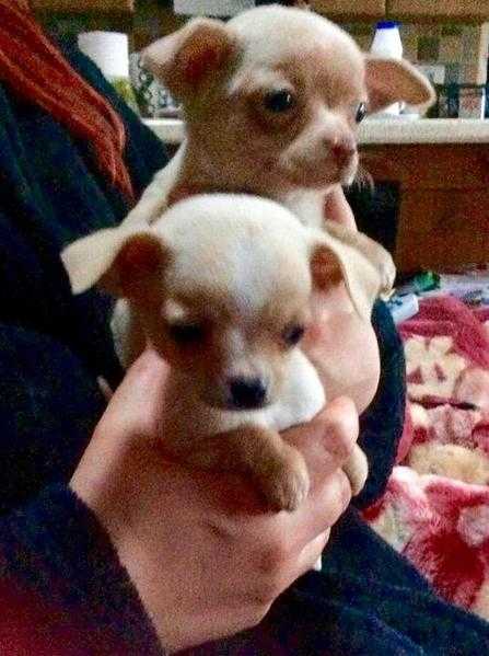 Teacup Chihuahua puppys