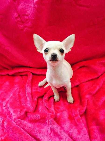 Teacup chihuahua ultra smooth pup