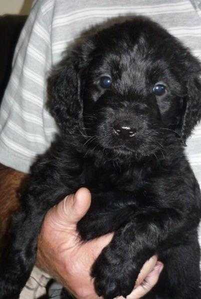 Teddy bear labradoodle puppies