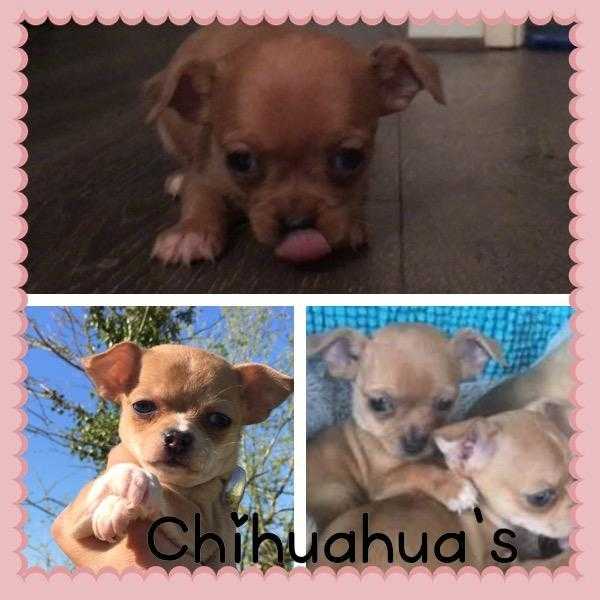 Teeny chihuahuas