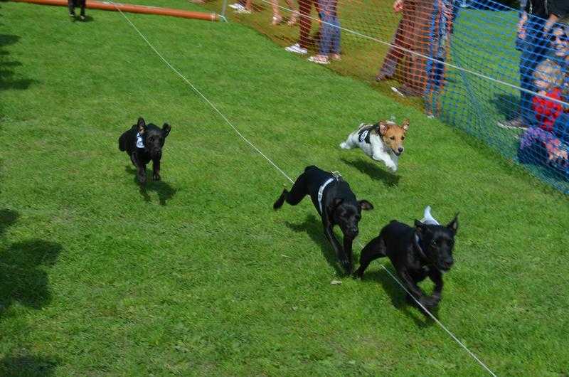 Terrier Racing and Dog Show