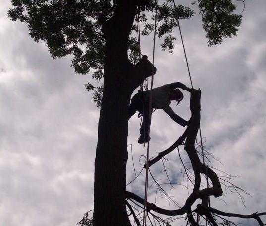 The Darling Buds of May Tree Surgeons and Garden Specialists