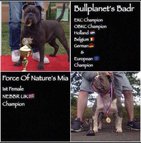 The Finest Breeding Of Champions