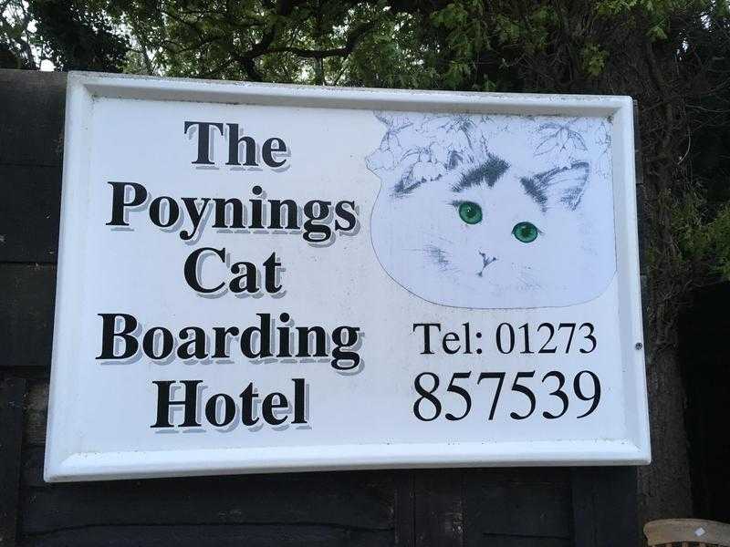 The poynings cat boarding hotel