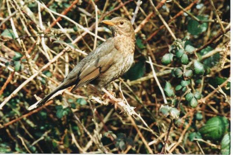 The Young Thrush by Fay-nights