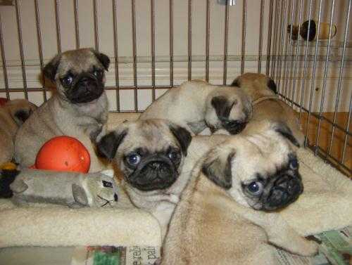 THESE LITTLE ONES HAVE BEEN VET CHECKED AND RECEIVED THEIR FIRST SET OF VACCINATIONS