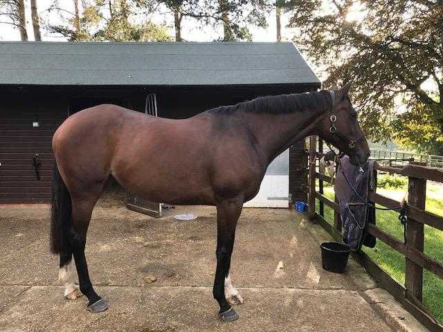 Thoroughbred Bay Mare 10 years 16.2