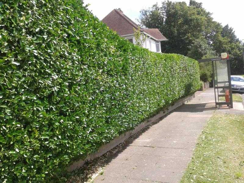 Tim the Gardener - Tree surgery, hedges, fencing, lawns, garden tidy