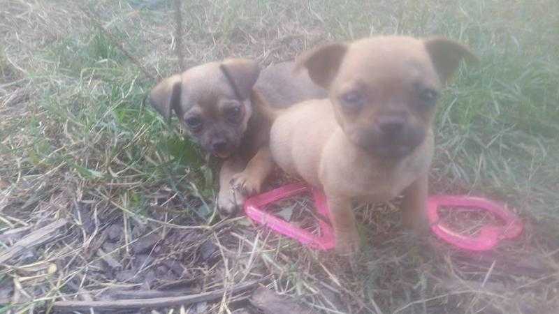 Tiny Adorable Chug Puppies - Ready For Their Forever Homes