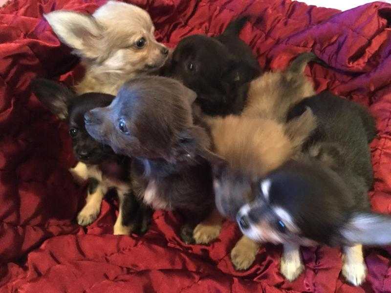 Tiny Chihuahua Puppies.