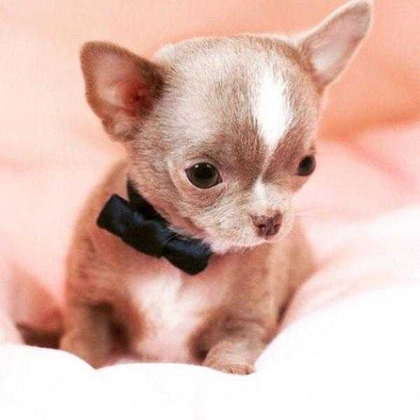 tiny lilac Chihuahua stud